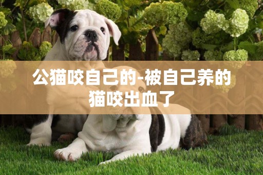 公貓咬自己的-被自己養的貓咬出血了