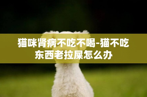 貓咪腎病不吃不喝-貓不吃東西老拉屎怎么辦