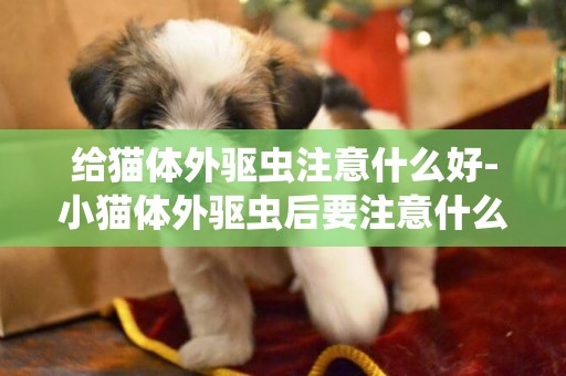 給貓體外驅蟲注意什么好-小貓體外驅蟲后要注意什么