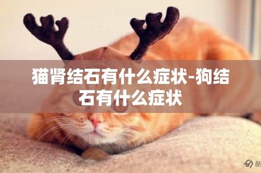 貓腎結石有什么癥狀-狗結石有什么癥狀
