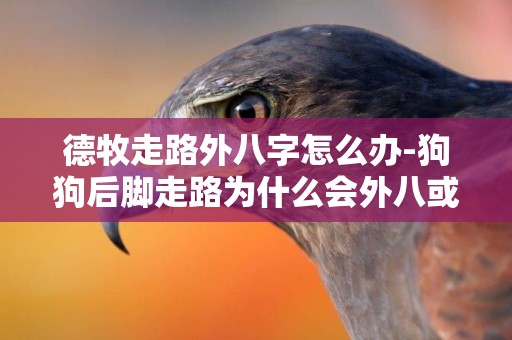 德牧走路外八字怎么辦-狗狗后腳走路為什么會外八或者內八字