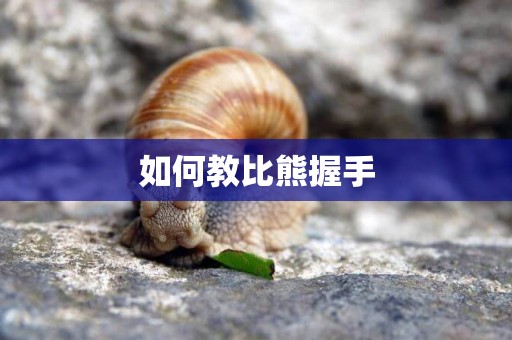 如何教比熊握手