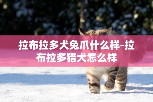 拉布拉多犬兔爪什么樣-拉布拉多獵犬怎么樣