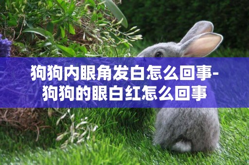 狗狗內眼角發白怎么回事-狗狗的眼白紅怎么回事
