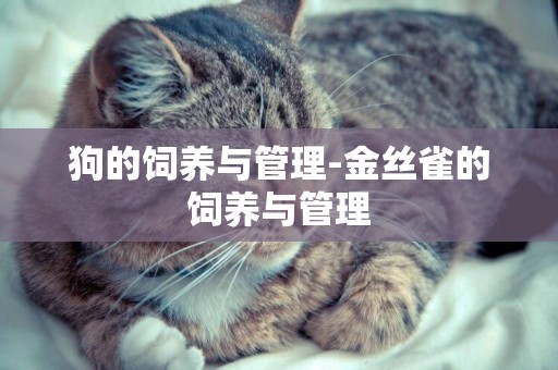 狗的飼養與管理-金絲雀的飼養與管理