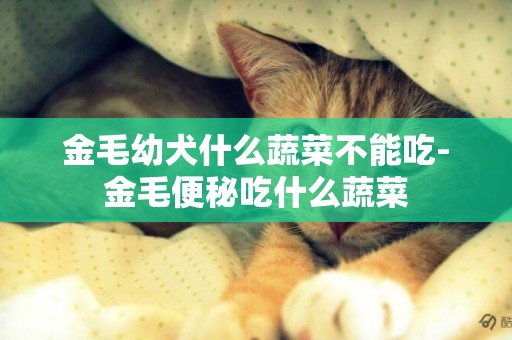 金毛幼犬什么蔬菜不能吃-金毛便秘吃什么蔬菜