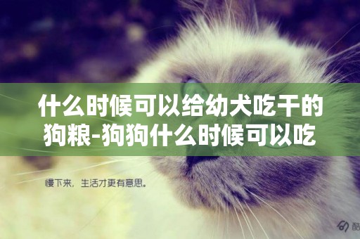 什么時候可以給幼犬吃干的狗糧-狗狗什么時候可以吃幼犬糧、成犬糧、老年犬糧