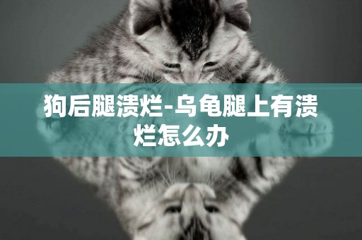 狗后腿潰爛-烏龜腿上有潰爛怎么辦