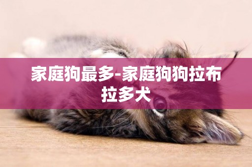 家庭狗最多-家庭狗狗拉布拉多犬