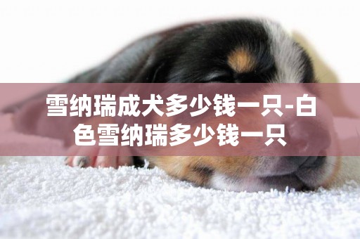 雪納瑞成犬多少錢一只-白色雪納瑞多少錢一只
