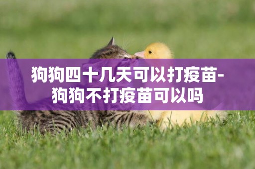 狗狗四十幾天可以打疫苗-狗狗不打疫苗可以嗎