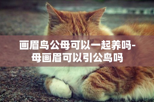 畫眉鳥公母可以一起養嗎-母畫眉可以引公鳥嗎