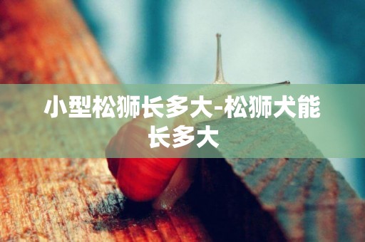 小型松獅長多大-松獅犬能長多大