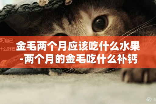 金毛兩個月應該吃什么水果-兩個月的金毛吃什么補鈣