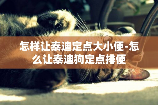 怎樣讓泰迪定點大小便-怎么讓泰迪狗定點排便