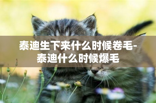 泰迪生下來什么時候卷毛-泰迪什么時候爆毛