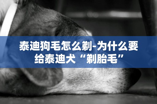 泰迪狗毛怎么剃-為什么要給泰迪犬“剃胎毛”