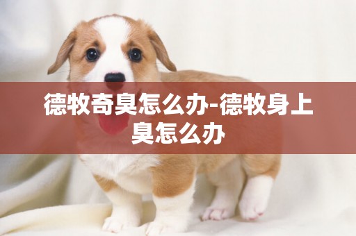 德牧奇臭怎么辦-德牧身上臭怎么辦