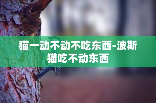 貓一動不動不吃東西-波斯貓吃不動東西