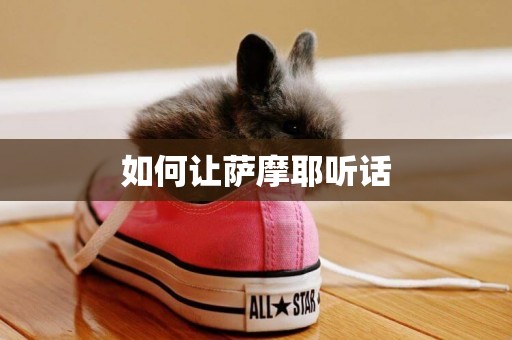 如何讓薩摩耶聽話
