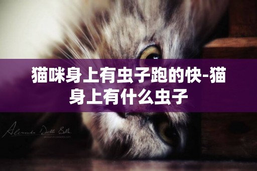 貓咪身上有蟲子跑的快-貓身上有什么蟲子
