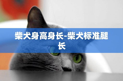 柴犬身高身長-柴犬標準腿長