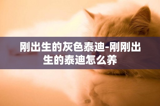 剛出生的灰色泰迪-剛剛出生的泰迪怎么養