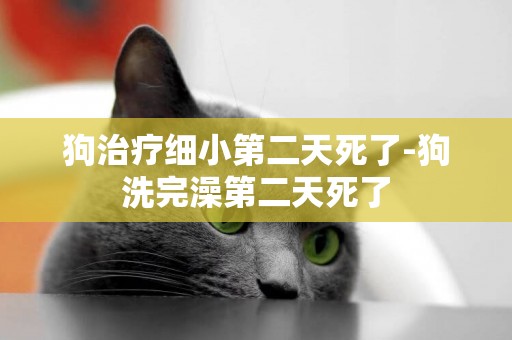 狗治療細小第二天死了-狗洗完澡第二天死了
