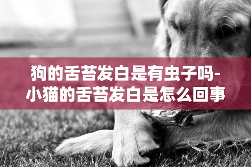 狗的舌苔發白是有蟲子嗎-小貓的舌苔發白是怎么回事