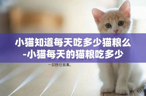 小貓知道每天吃多少貓糧么-小貓每天的貓糧吃多少