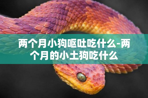 兩個月小狗嘔吐吃什么-兩個月的小土狗吃什么