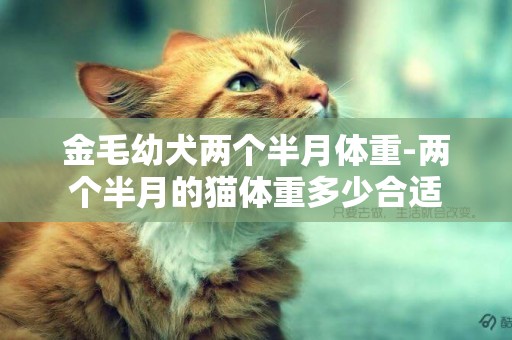 金毛幼犬兩個半月體重-兩個半月的貓體重多少合適