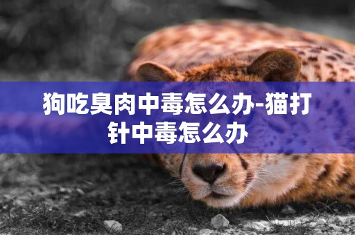 狗吃臭肉中毒怎么辦-貓打針中毒怎么辦