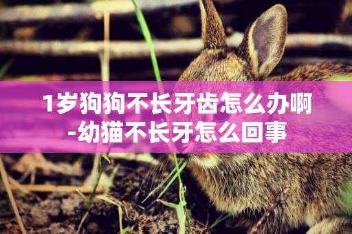 1歲狗狗不長牙齒怎么辦啊-幼貓不長牙怎么回事