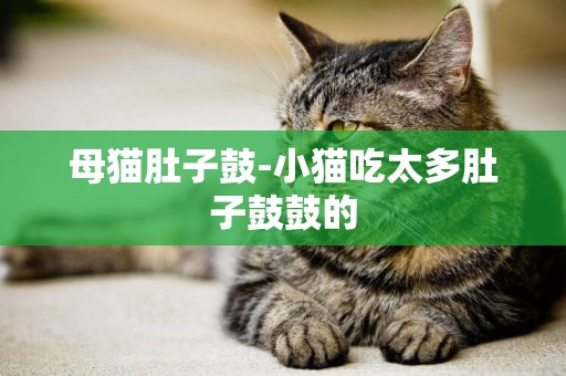 母貓肚子鼓-小貓吃太多肚子鼓鼓的