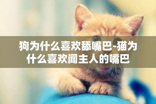狗為什么喜歡舔嘴巴-貓為什么喜歡聞主人的嘴巴