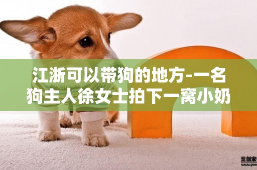 江浙可以帶狗的地方-一名狗主人徐女士拍下一窩小奶狗的暖心舉動