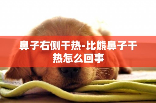 鼻子右側干熱-比熊鼻子干熱怎么回事