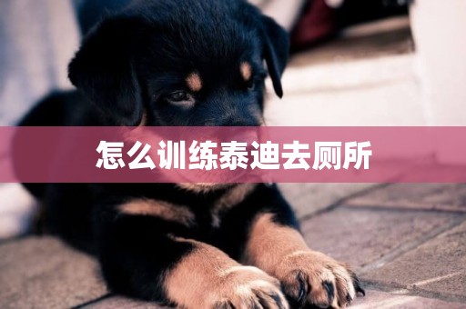 怎么訓練泰迪去廁所