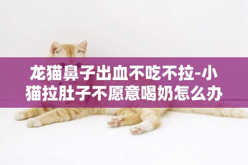 龍貓鼻子出血不吃不拉-小貓拉肚子不愿意喝奶怎么辦