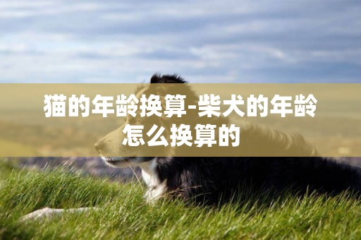 貓的年齡換算-柴犬的年齡怎么換算的
