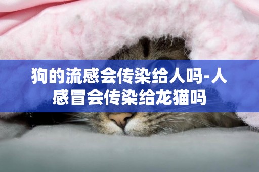 狗的流感會傳染給人嗎-人感冒會傳染給龍貓嗎