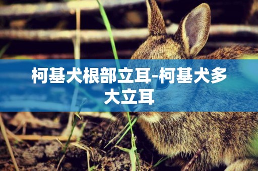 柯基犬根部立耳-柯基犬多大立耳