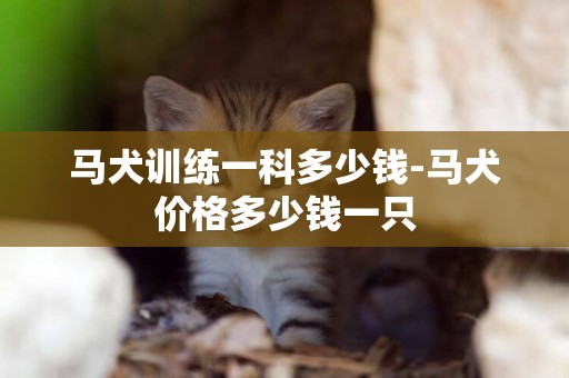 馬犬訓練一科多少錢-馬犬價格多少錢一只