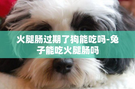火腿腸過期了狗能吃嗎-兔子能吃火腿腸嗎
