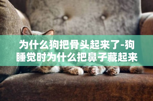 為什么狗把骨頭起來了-狗睡覺時為什么把鼻子藏起來