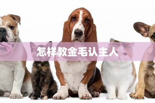 怎樣教金毛認主人