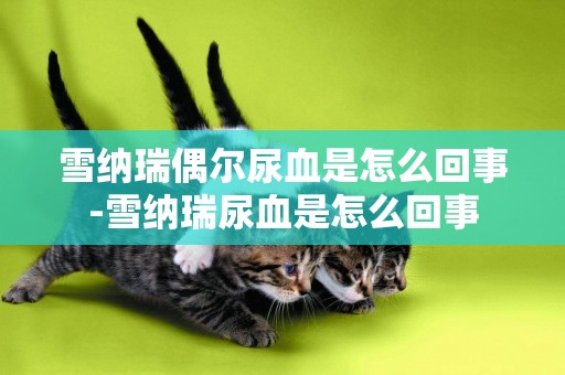 雪納瑞偶爾尿血是怎么回事-雪納瑞尿血是怎么回事