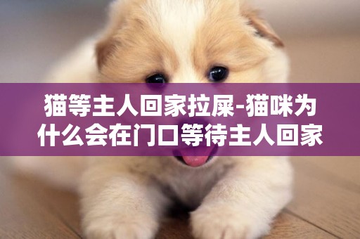 貓等主人回家拉屎-貓咪為什么會在門口等待主人回家呢