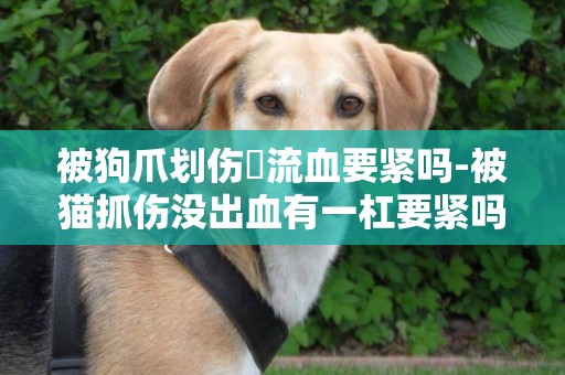 被狗爪劃傷沒流血要緊嗎-被貓抓傷沒出血有一杠要緊嗎
